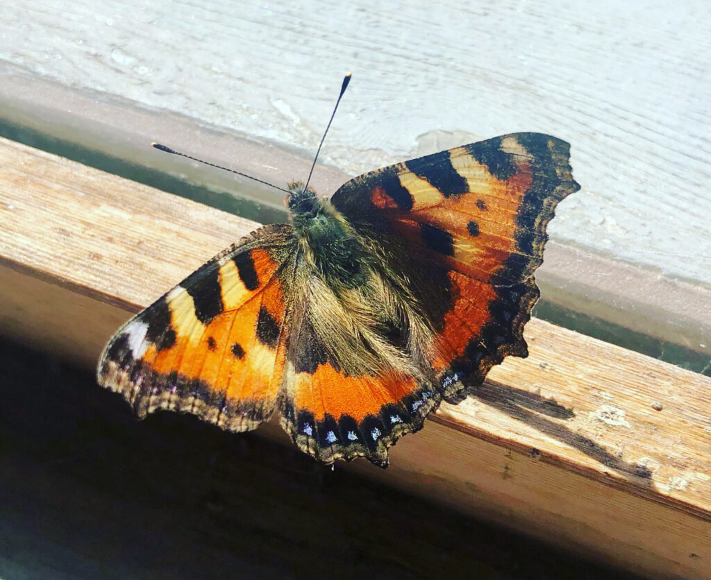 Fjäril i orange och svart mönstring.