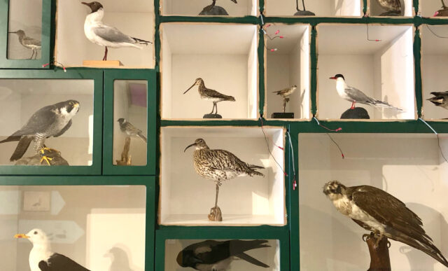 Fågelmonter med monterade fåglar inne i naturum Getteröns basutställning