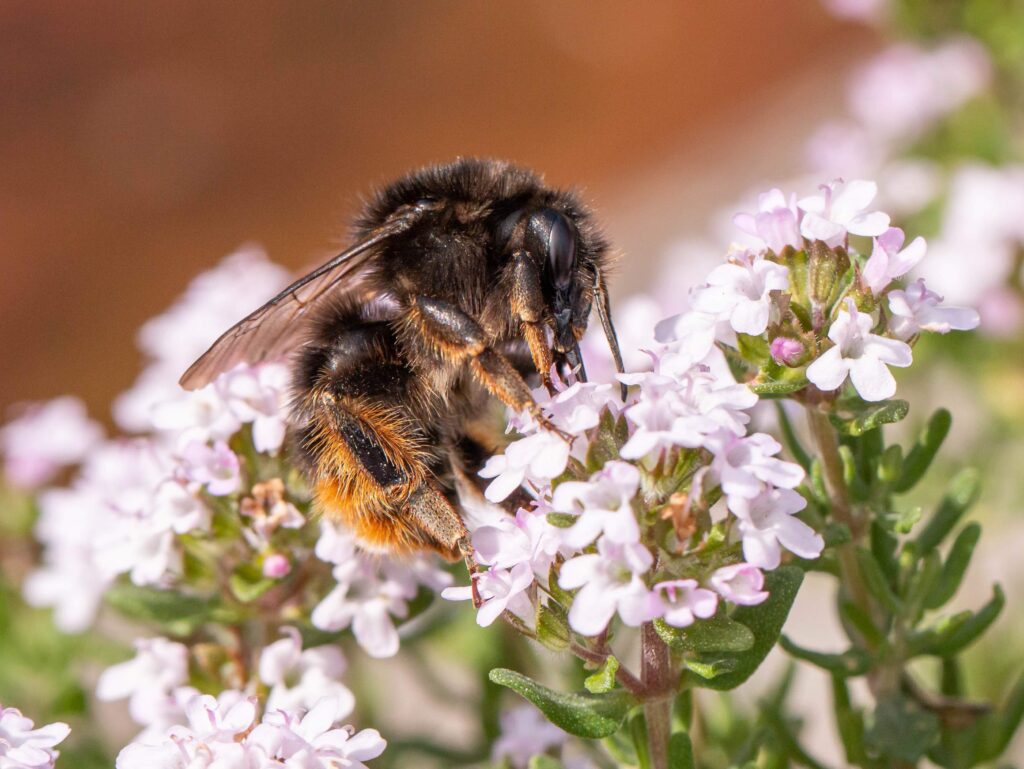 Humla på blomma.