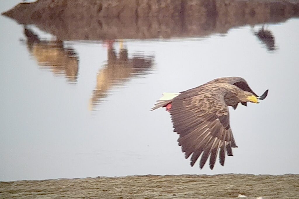 Havsörn flyger