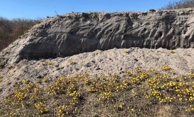 Backsvalebrinken, en hög med grus utanför naturum där backsvalorna grävt håligheter i och där de häckar