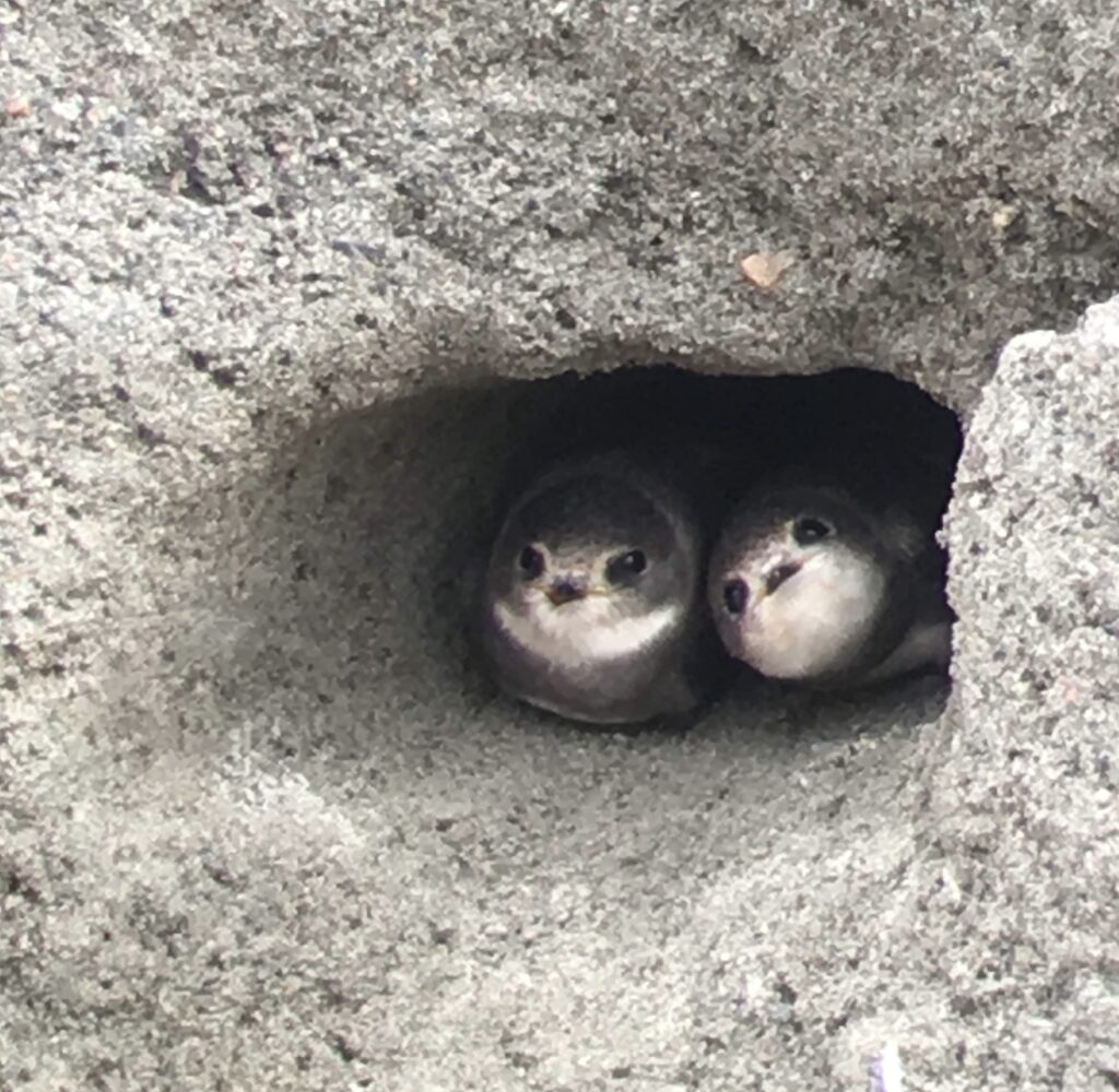 Två vita och bruna svalor sittande i bohålet i sandbrinken.