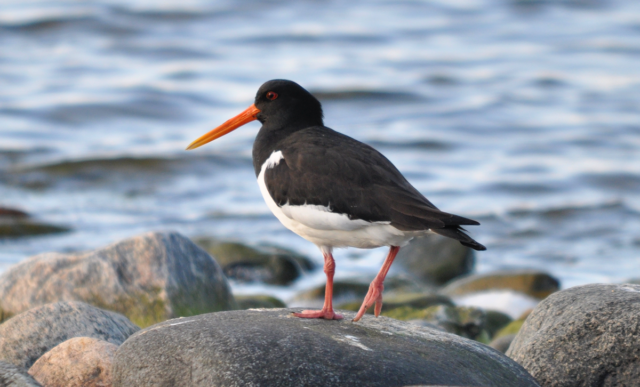 Strandskata sittande på en sten vid vattnet.