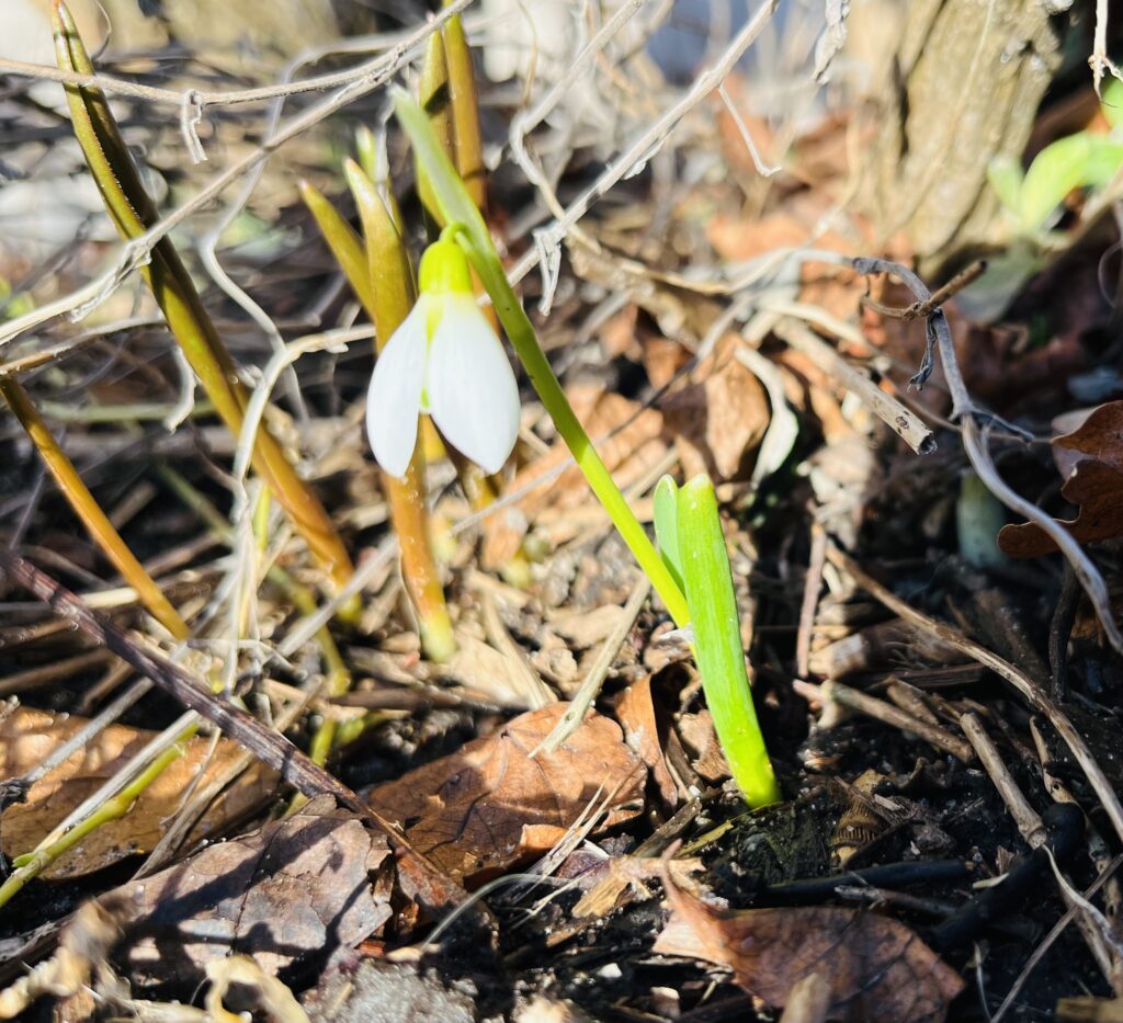 Snödroppe med vita blomblad