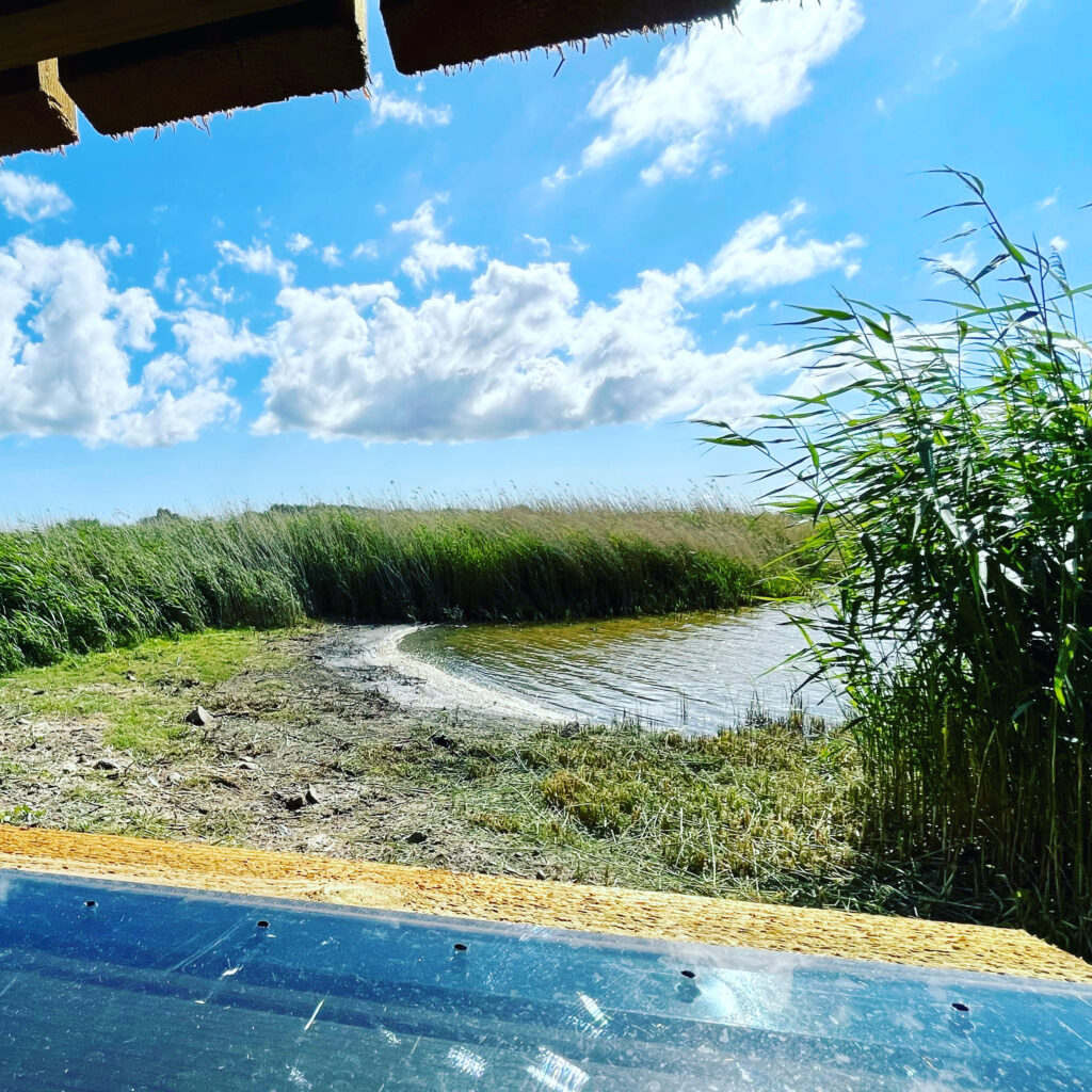 Vy från vassgömslet med strand, blå himmel och bladvass.