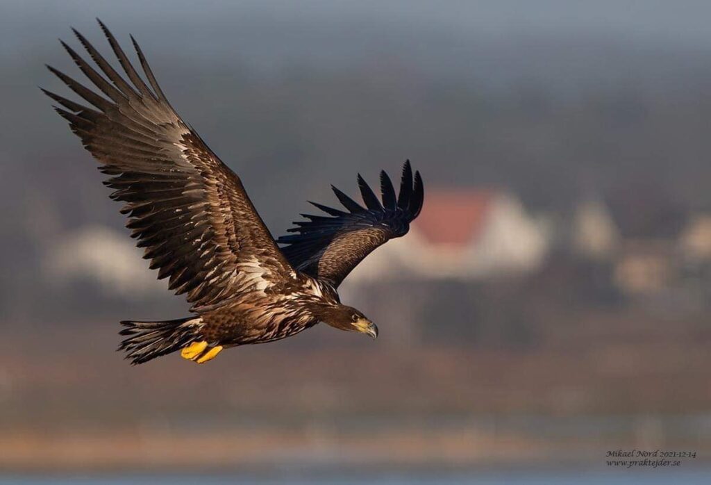 Flygande ung havsörn. Mörkbrun fjäderdräkt.