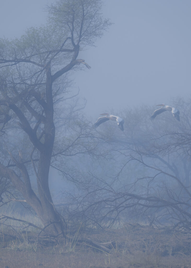 Pelikaner flyger i morgondimma - foto Anita Campbell