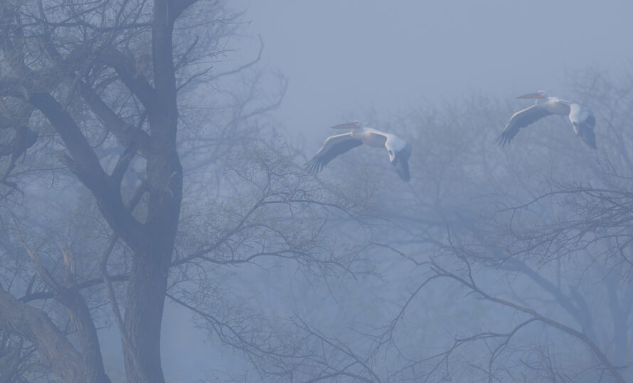 Pelikaner flyger i morgondimma - foto Anita Campbell