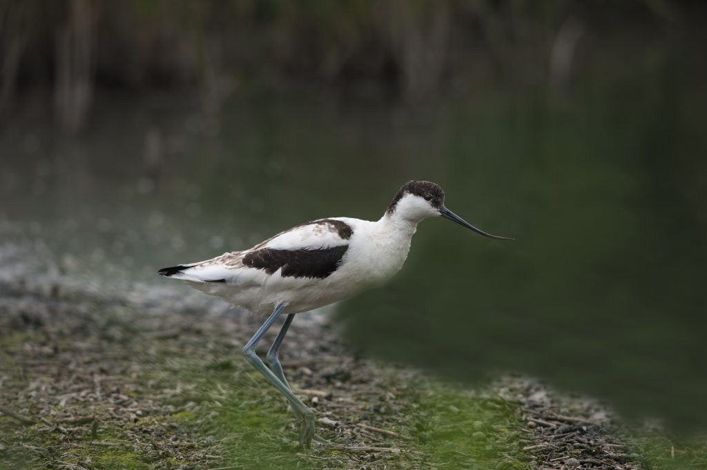 Avocet