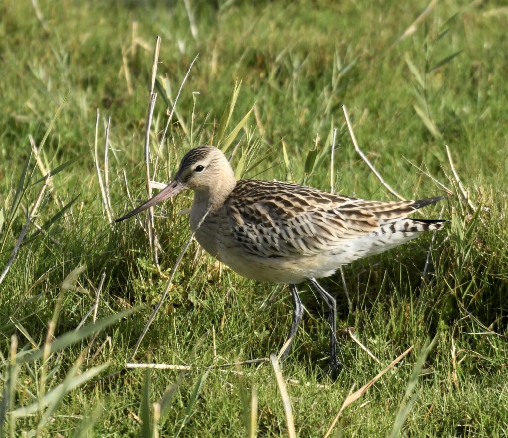 Ljus vadare med lång rak näbb. Gräs i bakgrunden. Myrspov.