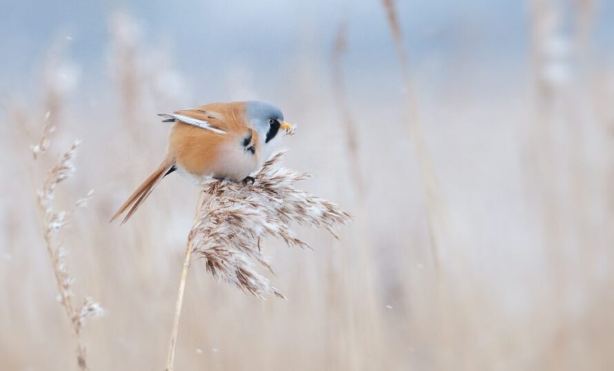 Skäggmes sittande i vasshavet i Getteröns naturreservat