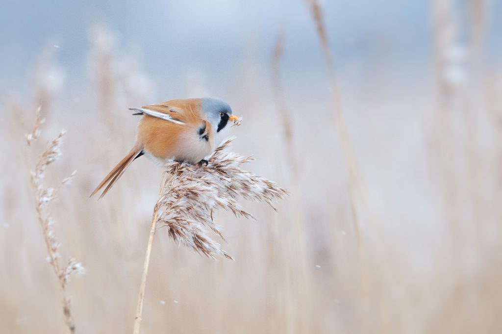 Challenge Bearded tit