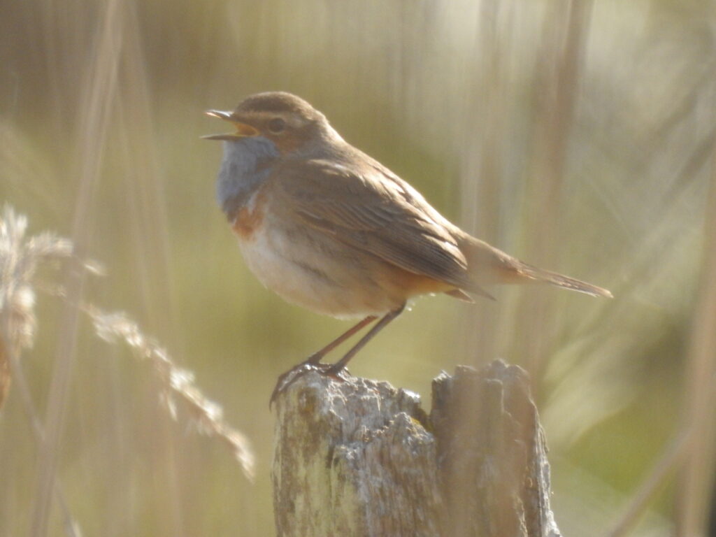 Sjungande fågel med brun kropp och blåröd strupe.