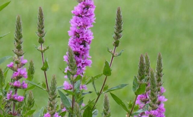 Naturum Getterön fackelblomster