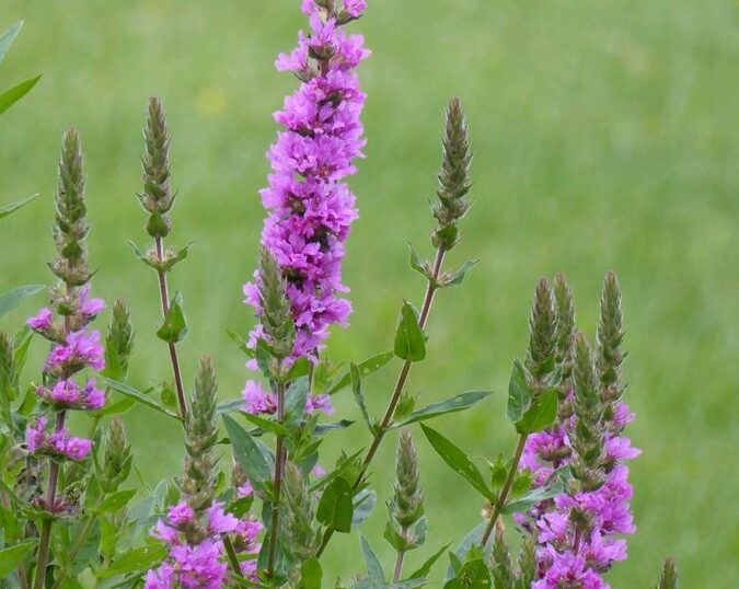 Naturum Getterön fackelblomster