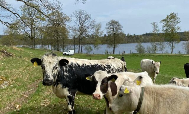 Naturum Getterön fjällkor