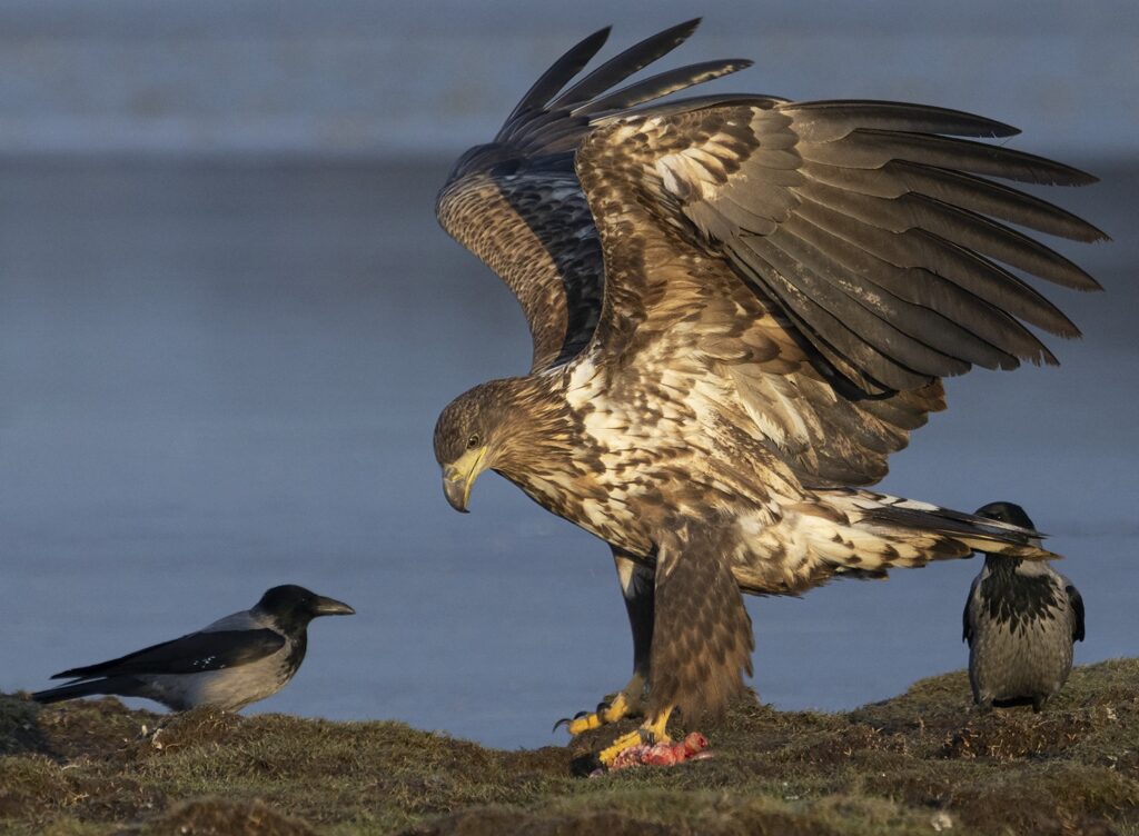 Örnspaning med havsörnar