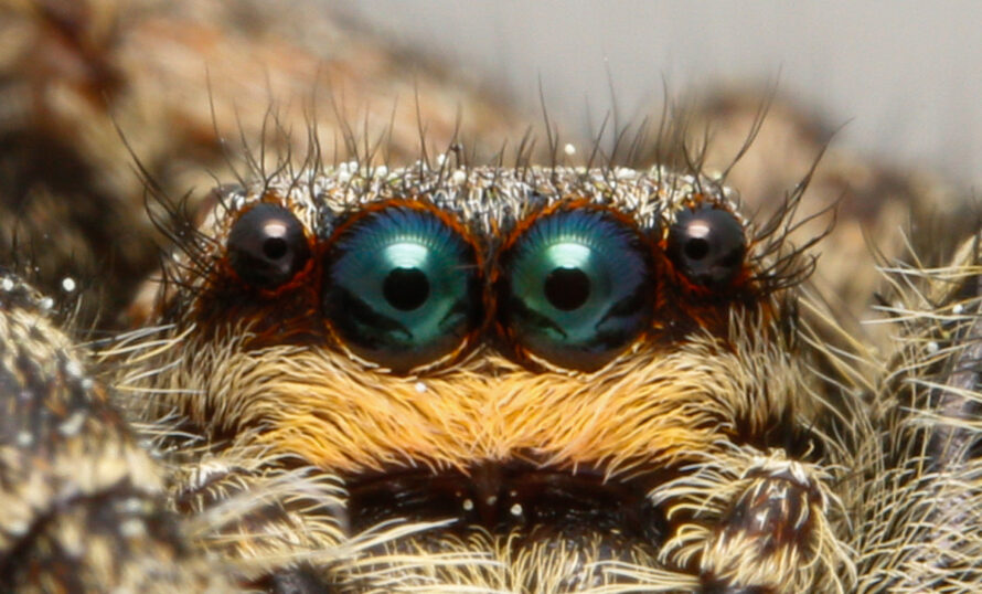 Naturum Getterön hoppspindel