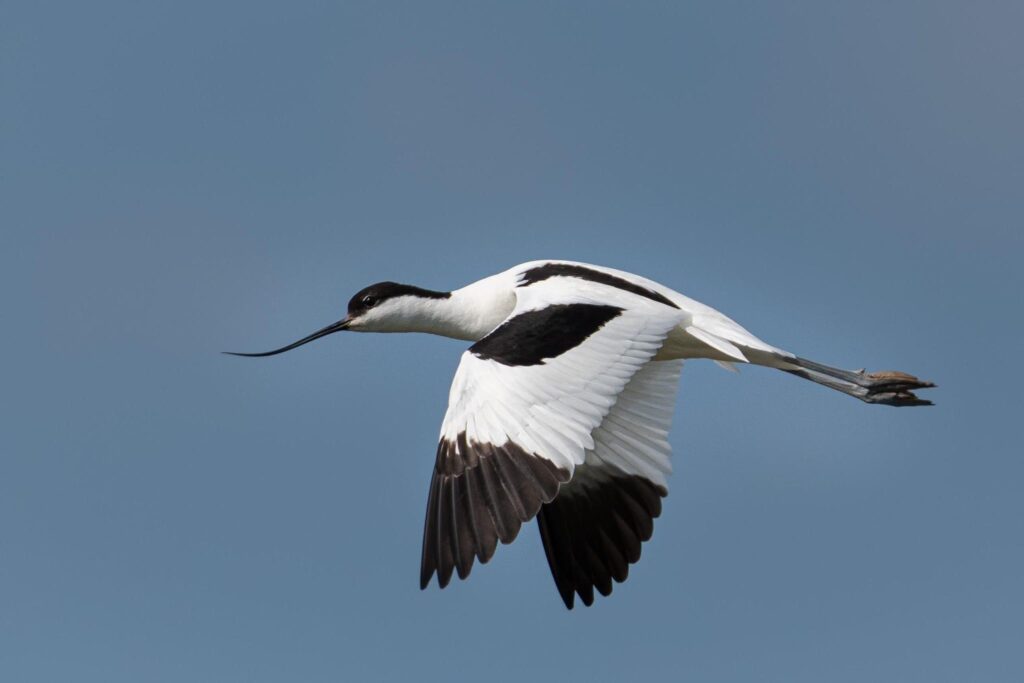 Skärfläcka flyger