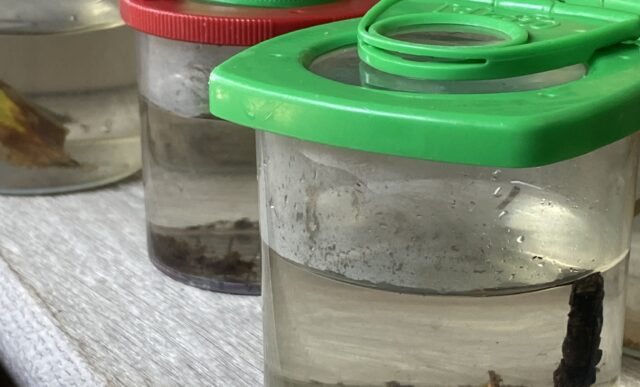 Naturum Getterön vattenlevande insekter