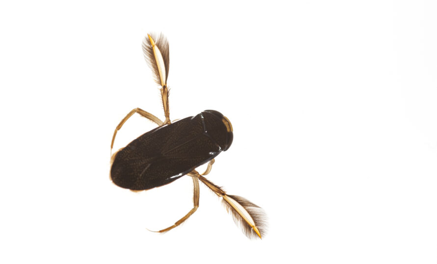 Dykarbagge