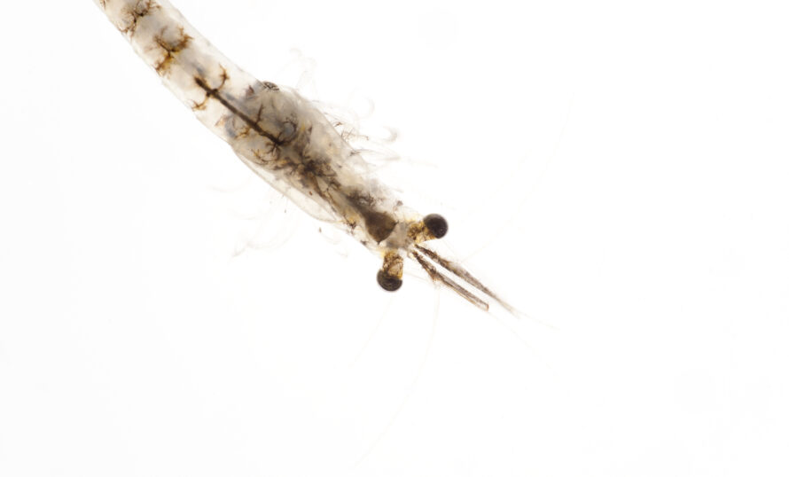 Naturum Getterön vattenlevande småkryp