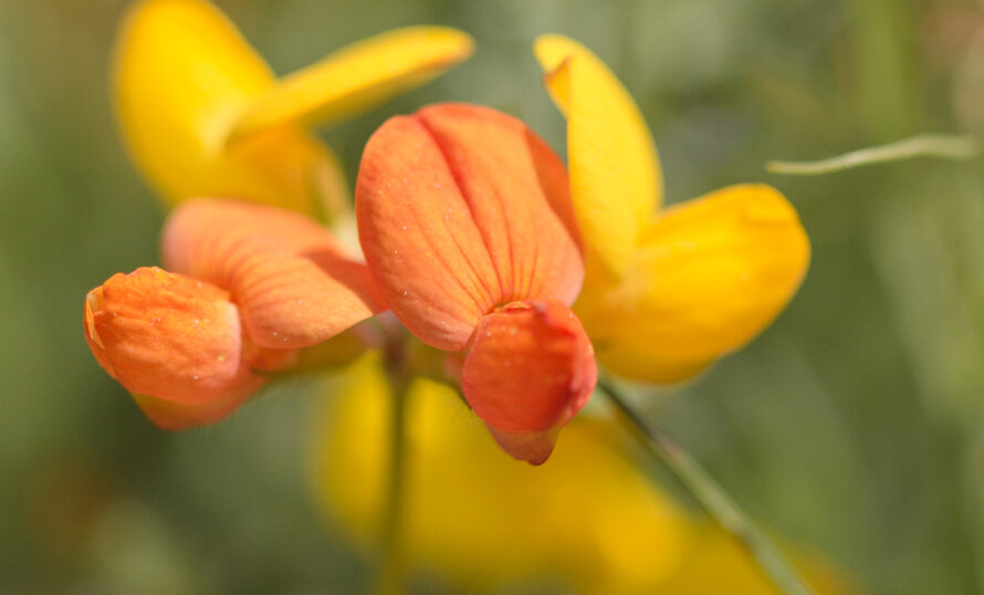 Blomma