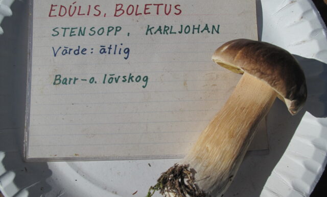 Naturum Getterön svamp Karl Johan