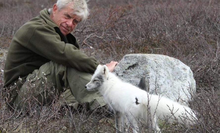 Ingemar Lind och fjällräv