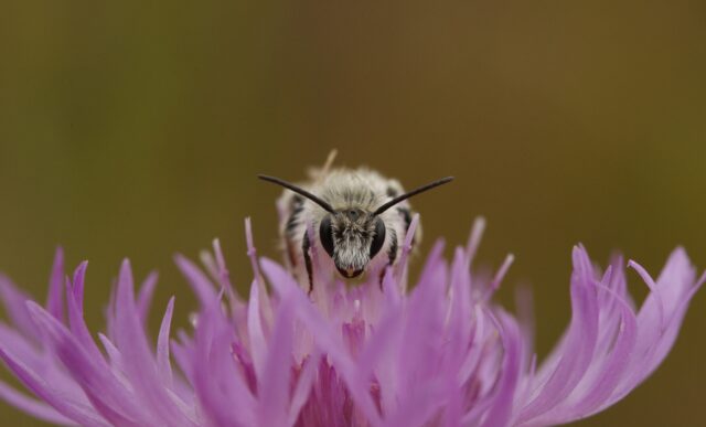 naturum Getterön praktbyxbi