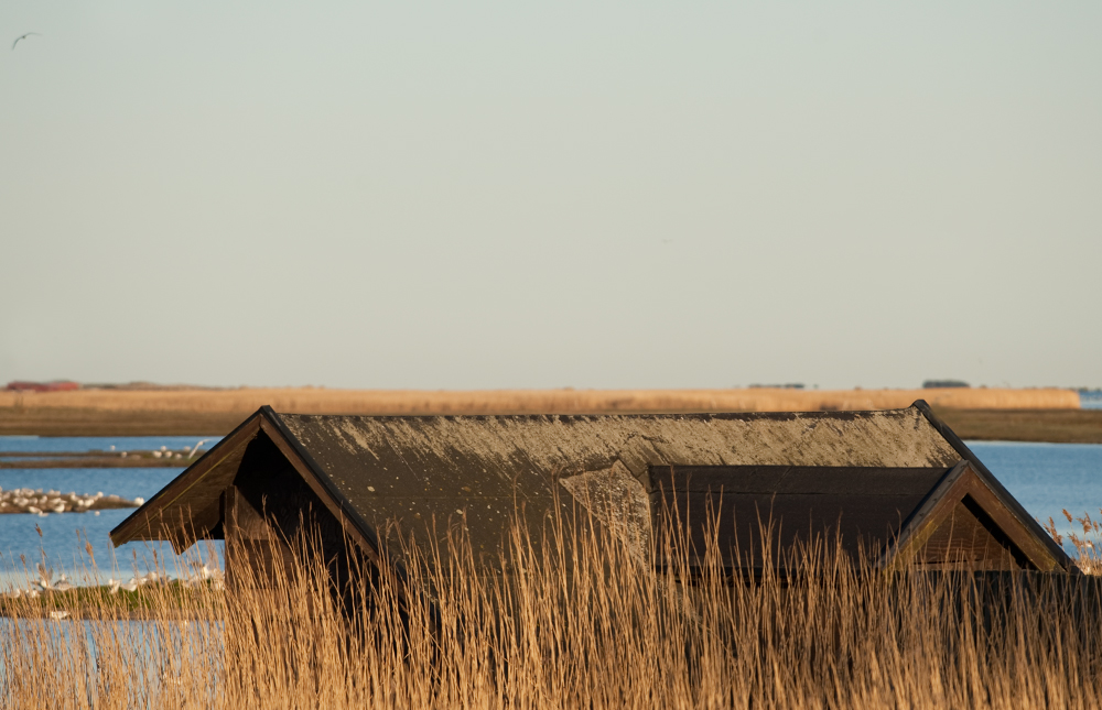 Reed hide