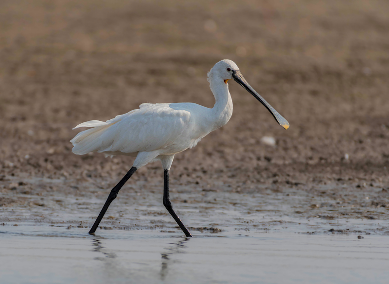 Skedstork. Vit fågel med långa svarta ben och en lång näbb med skedform längst ut.