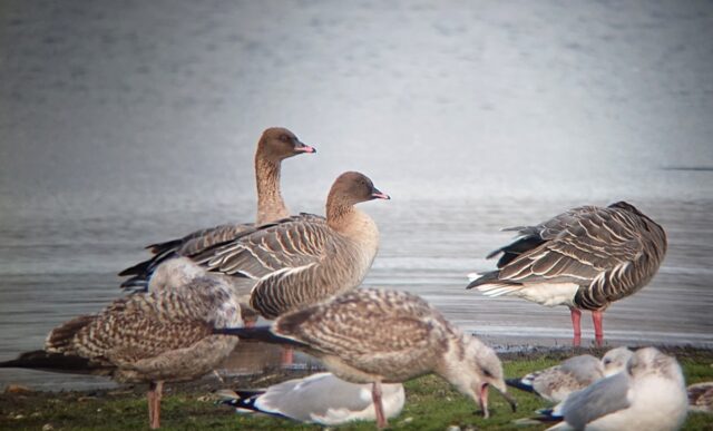 En grupp spetsbergsgäss stående vid vattnet i Getteröns naturreservat