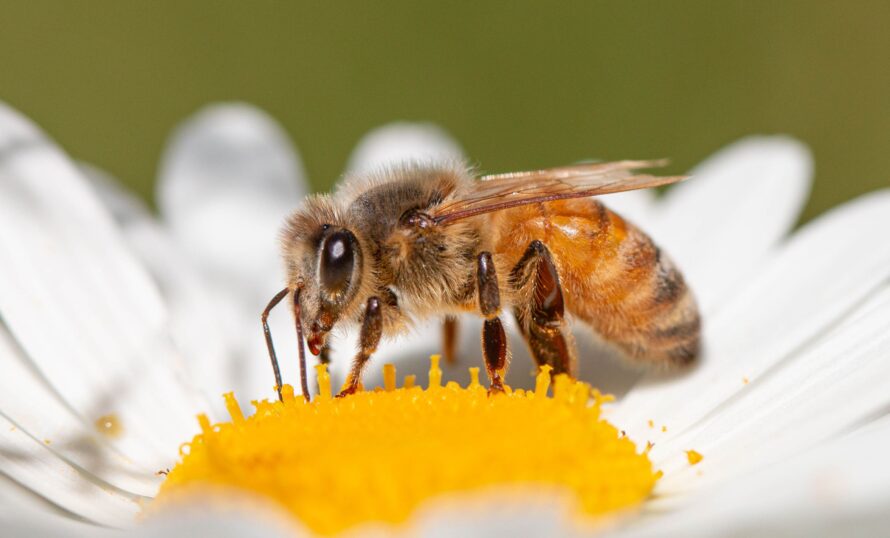 Bi på gul och vit blomma.