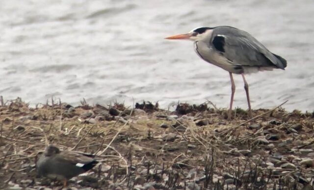 Gråhäger stående vid vattnet i Getterön naturreservat