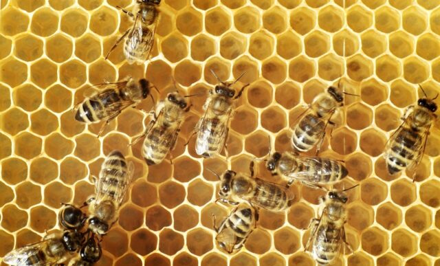Naturum Getterön bin i bikupa