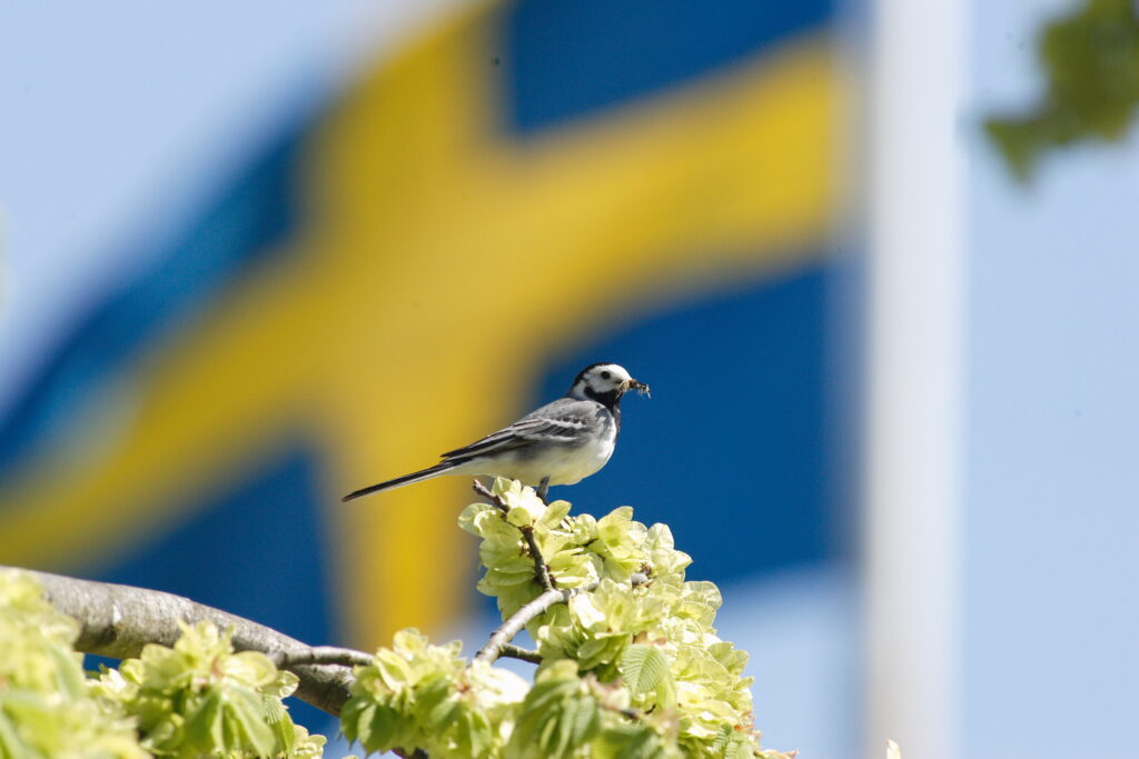 Sädesärla och svenska flaggan