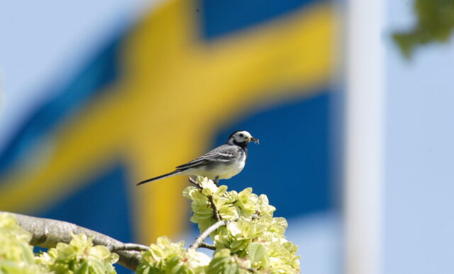 Sädesärla och svenska flaggan